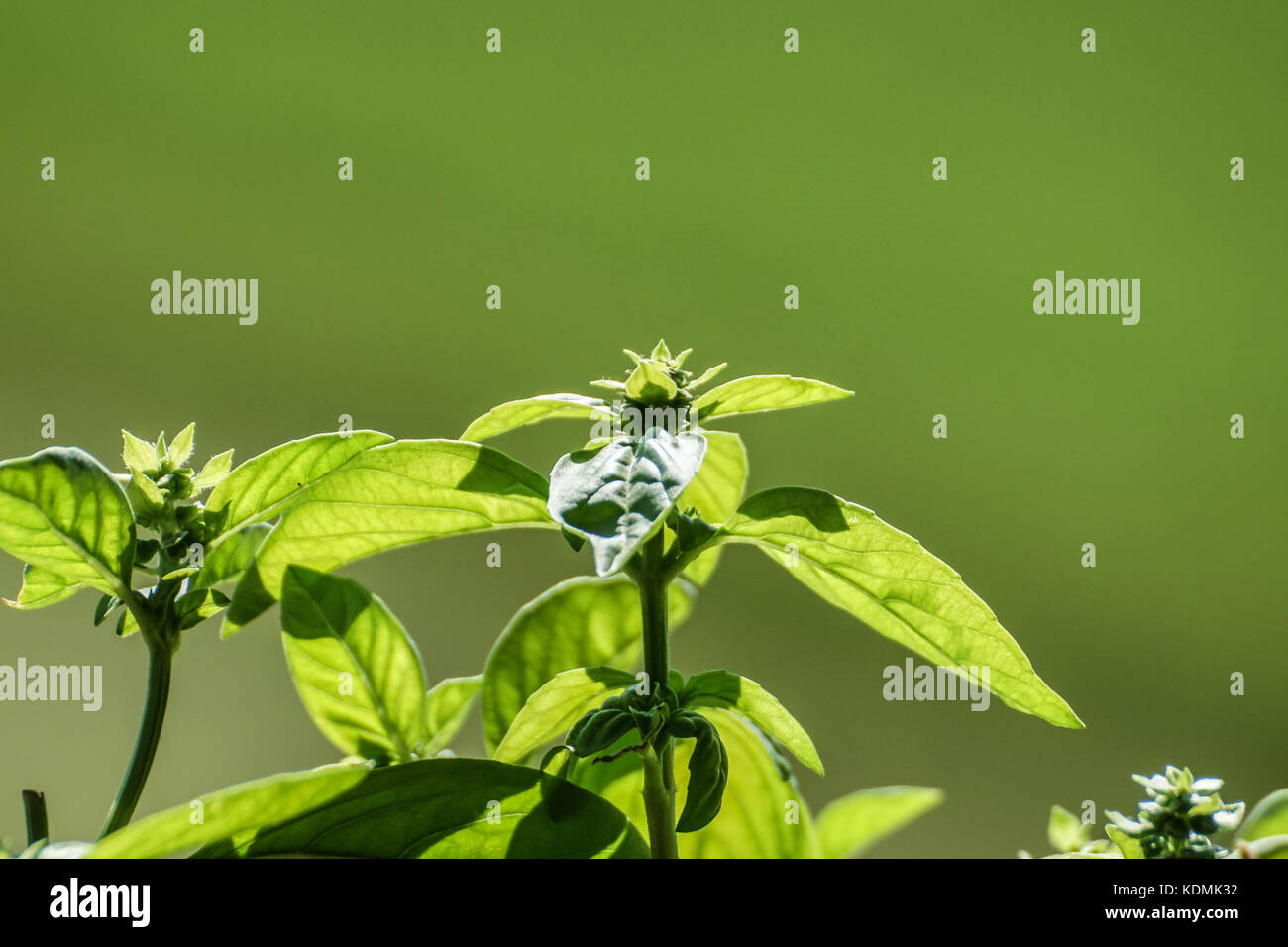 Blooming basil plants against sunlight Stock Photo Alamy
