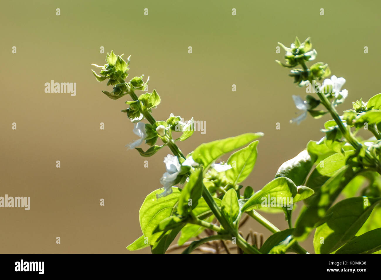 Blooming basil plants against sunlight Stock Photo Alamy