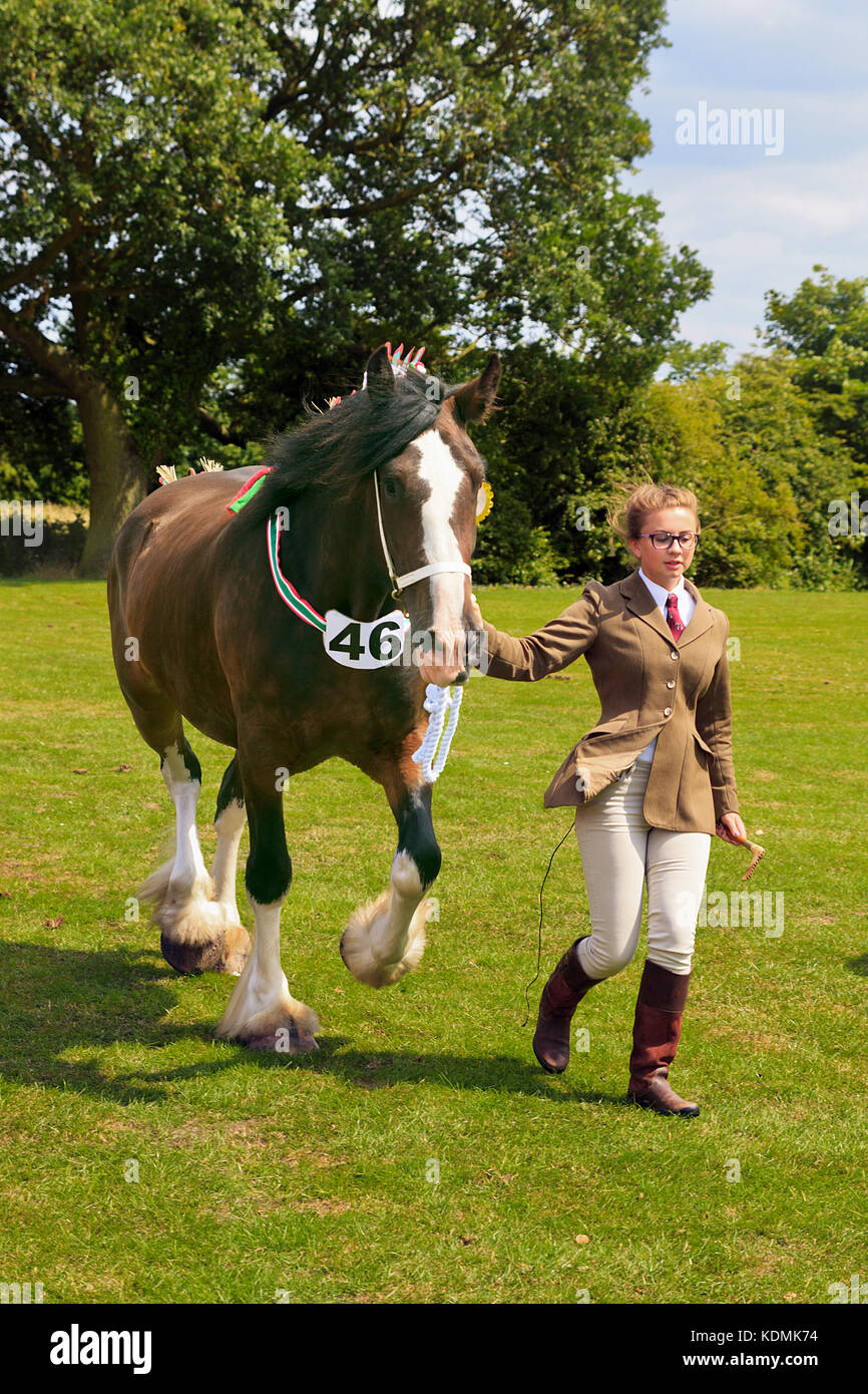 Young handler with Shire Horse at Wrangle Show Stock Photo
