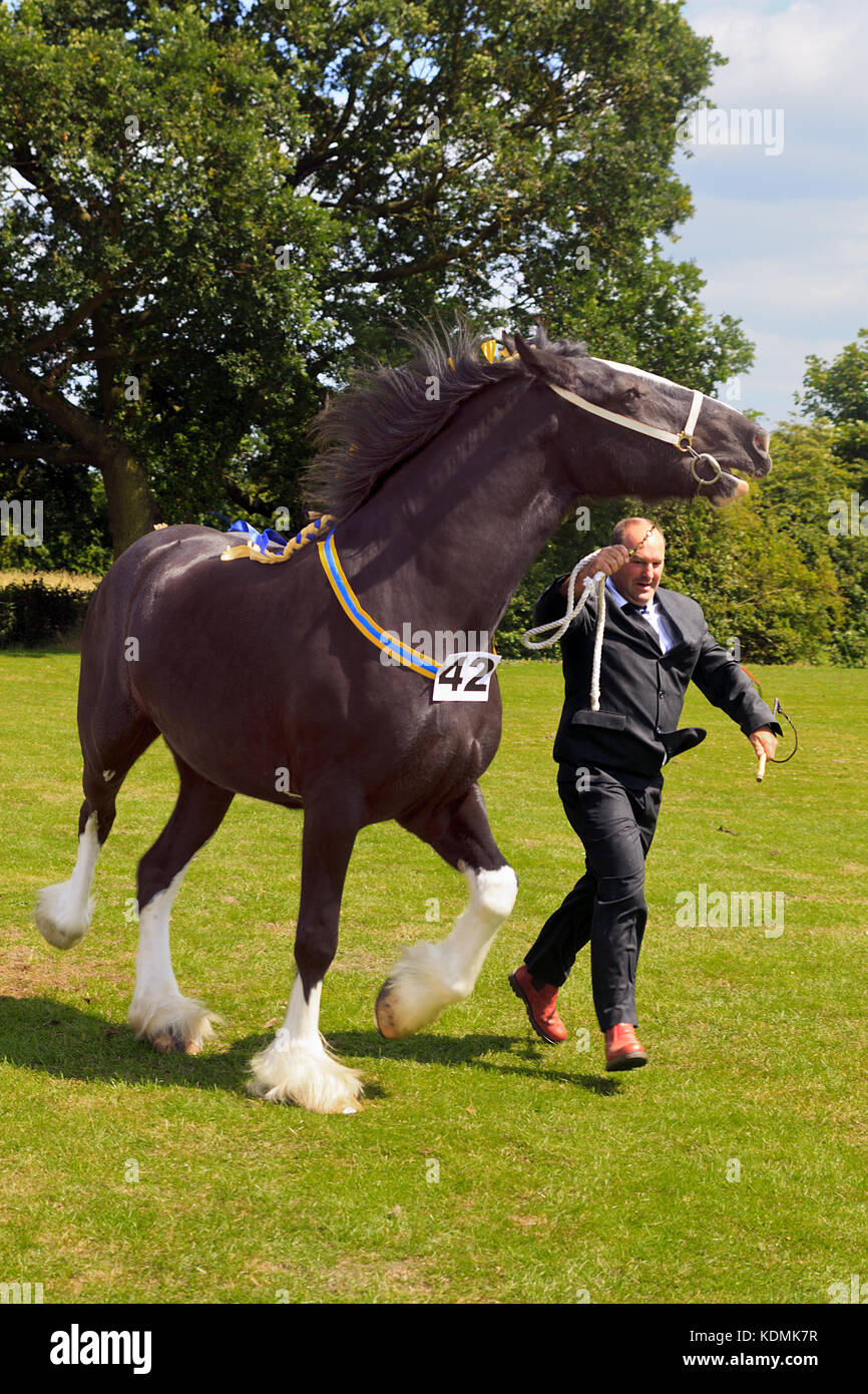 Clydesdale Running