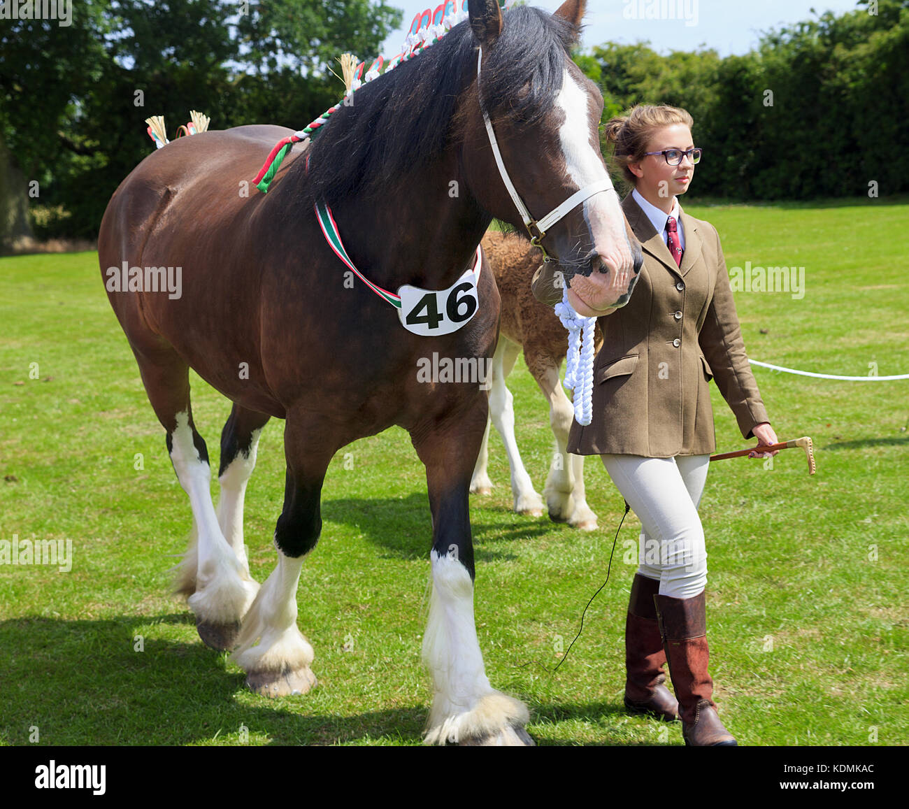 Young handler with Shire Horse at Wrangle Show Stock Photo
