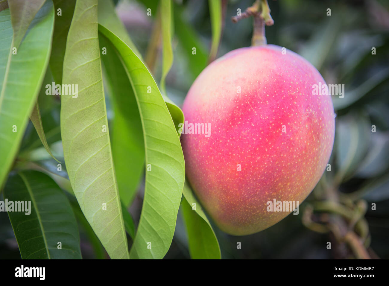 Mango tropical fruit on the tree with green leaves fresh background