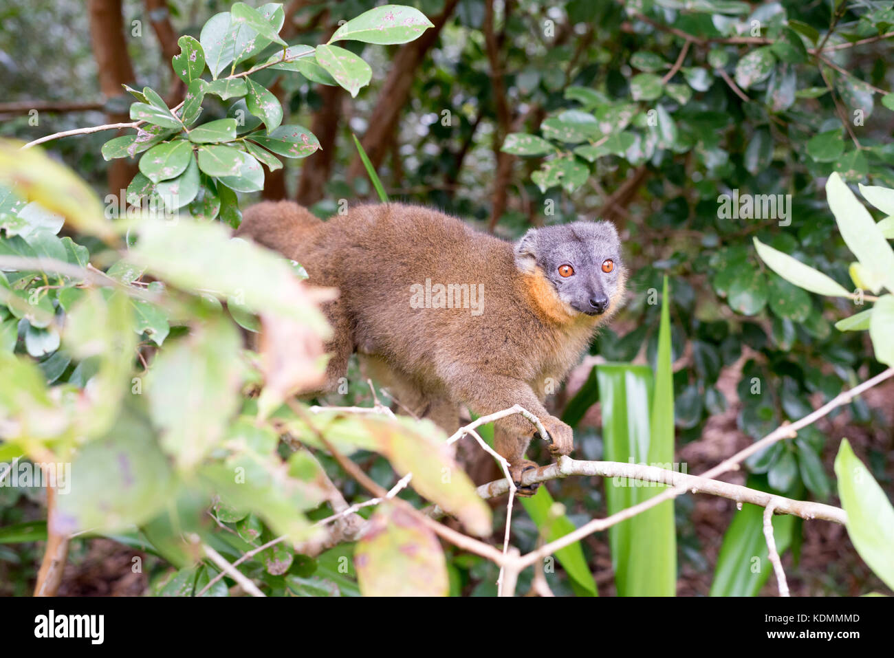 Female brown lemur on a tree Stock Photo