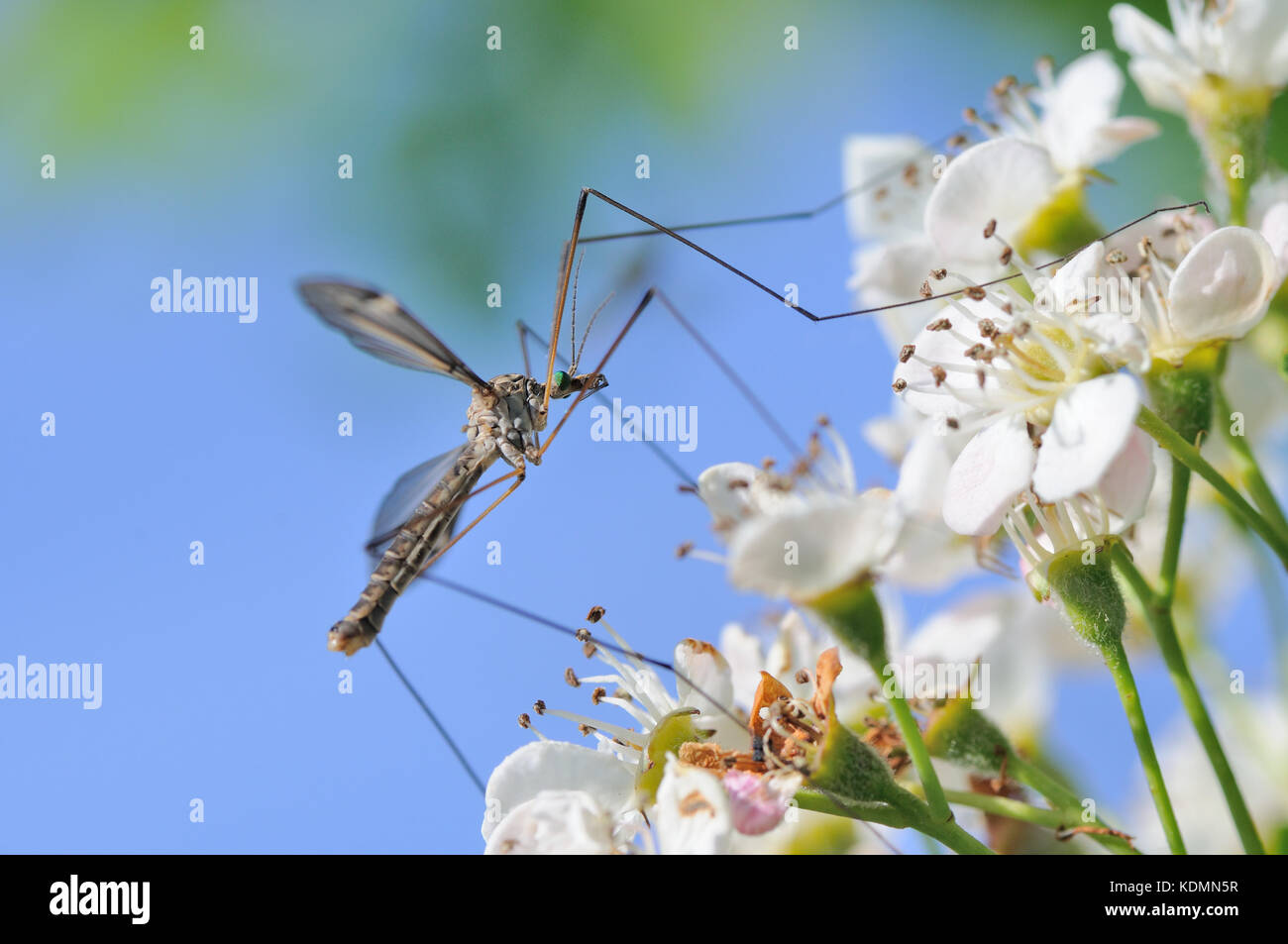 Tipulidae (Crane fly, Koziułkowate) Stock Photo