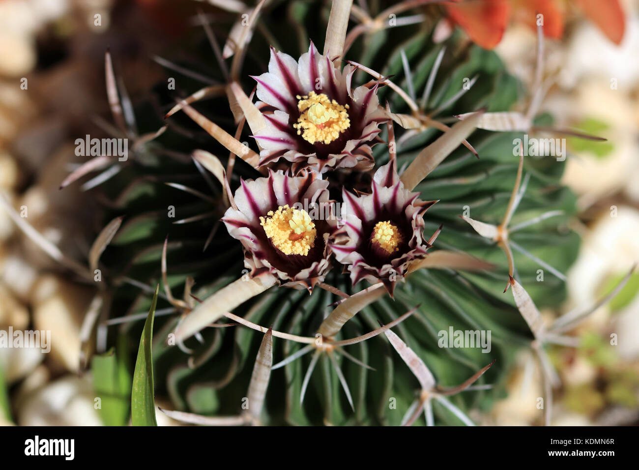 Echinofossulocactus Cactus Stock Photo