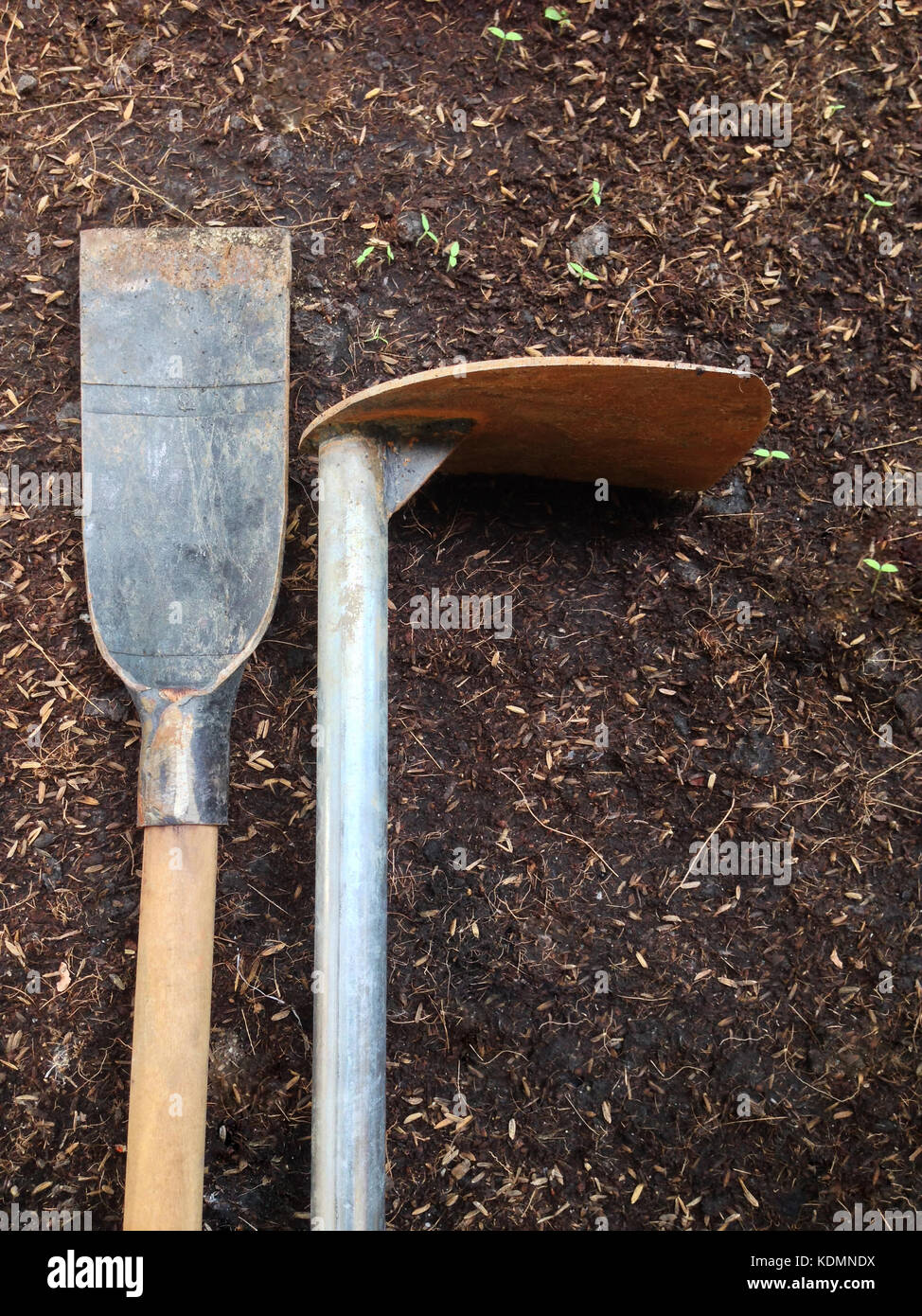 Hoe and Spade with sprout Stock Photo Alamy