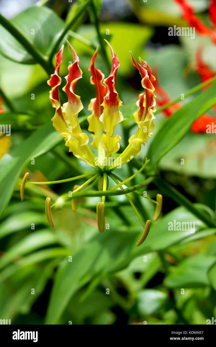 Gloriosa flower Stock Photo