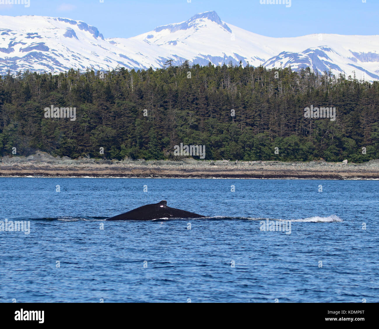 Humpback whale swimming in the waters of the channels around Juneau, Alaska with snow capped mountain background. Stock Photo