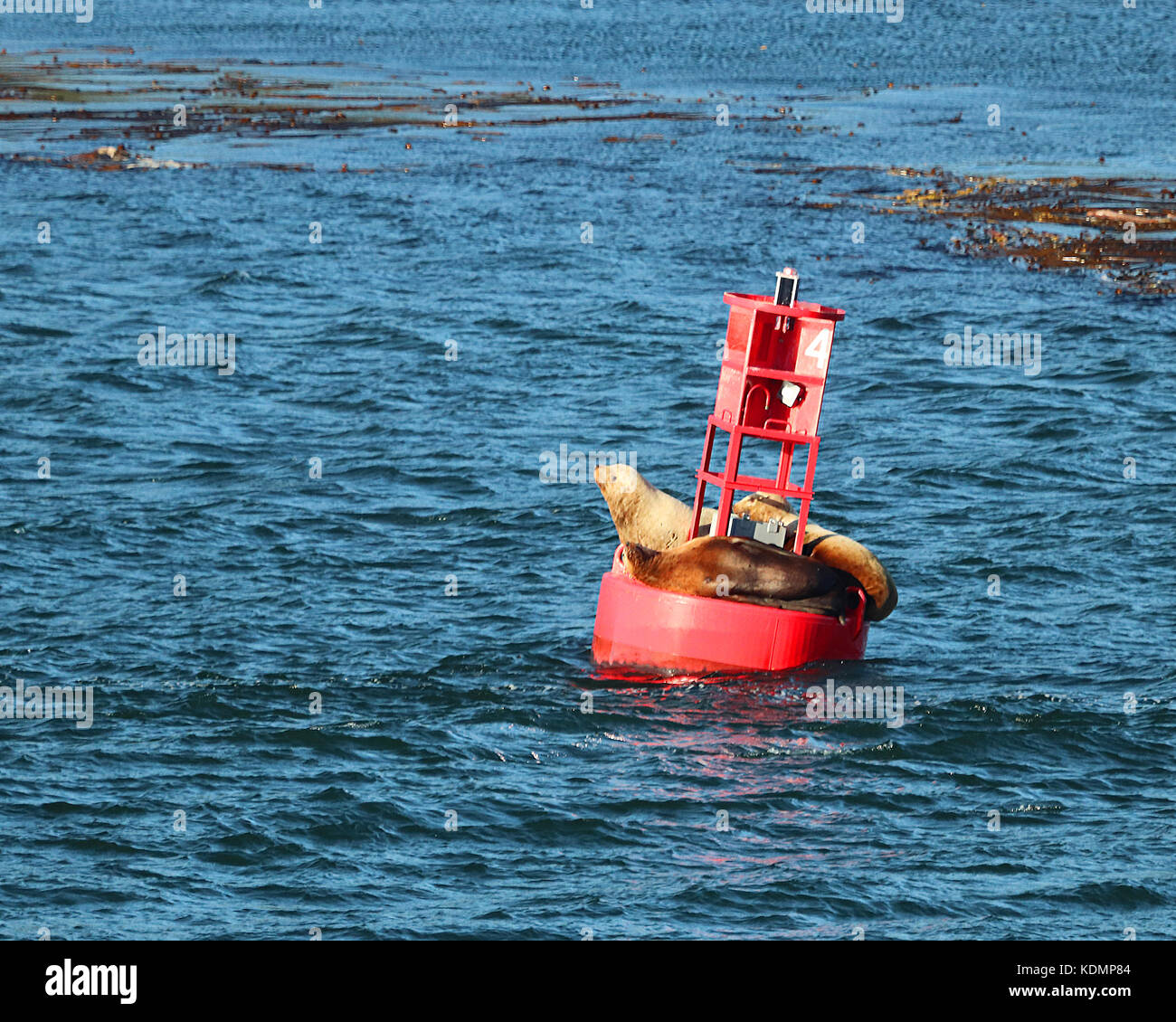 The Stellar Sea Lion is the largest mammal in the Otariid (eared seal
