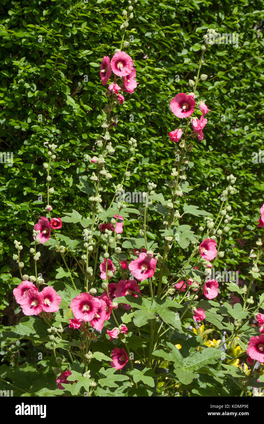 Althaea chinensis hi-res stock photography and images - Alamy