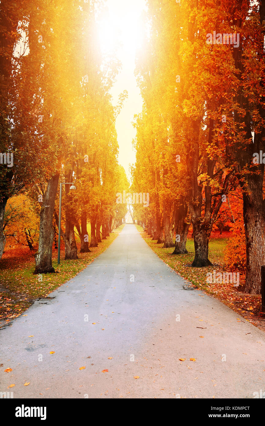 Beautiful autumn trees Stock Photo - Alamy