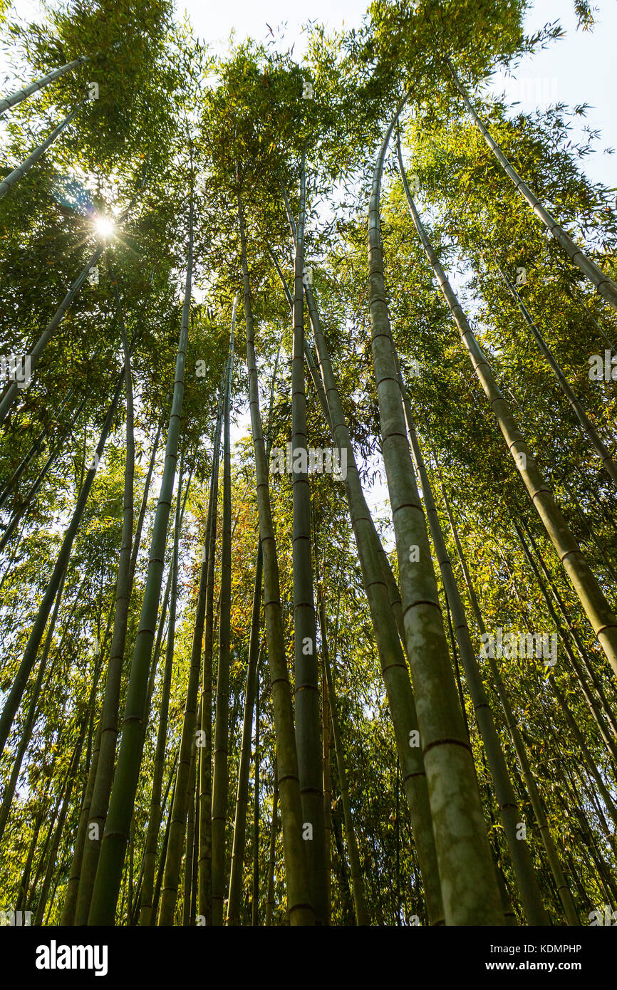 Kyoto, Japan - May 20, 2017: Tall bamboo forests at Arashiyama Park in Kyoto Japan Stock Photo