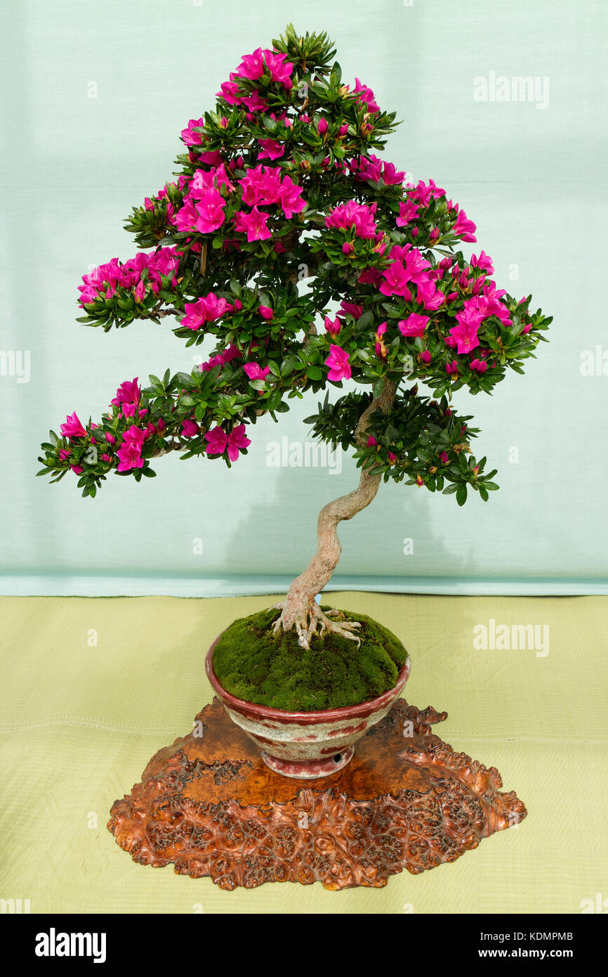 Kyoto, Japan - May 21, 2017: Pink flowering azalea bonsai tree in a pot in the Kyoto botanical garden Stock Photo