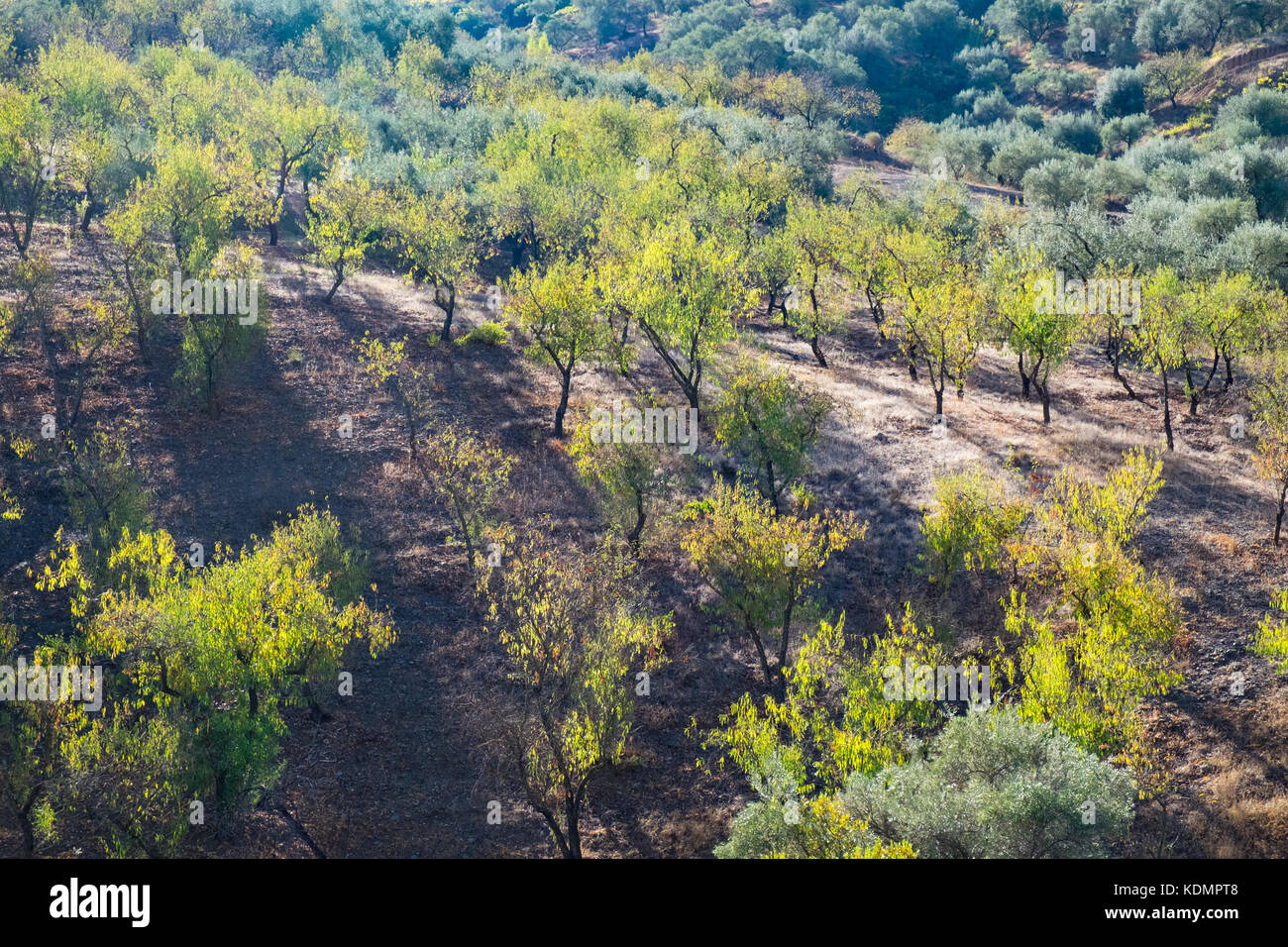 Almond trees in autumn catching the early morning light Stock Photo - Alamy
