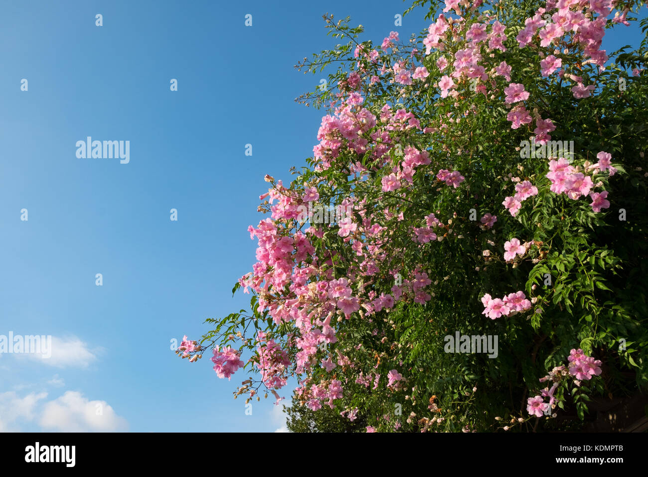 Pink campsis grandiflora Stock Photo