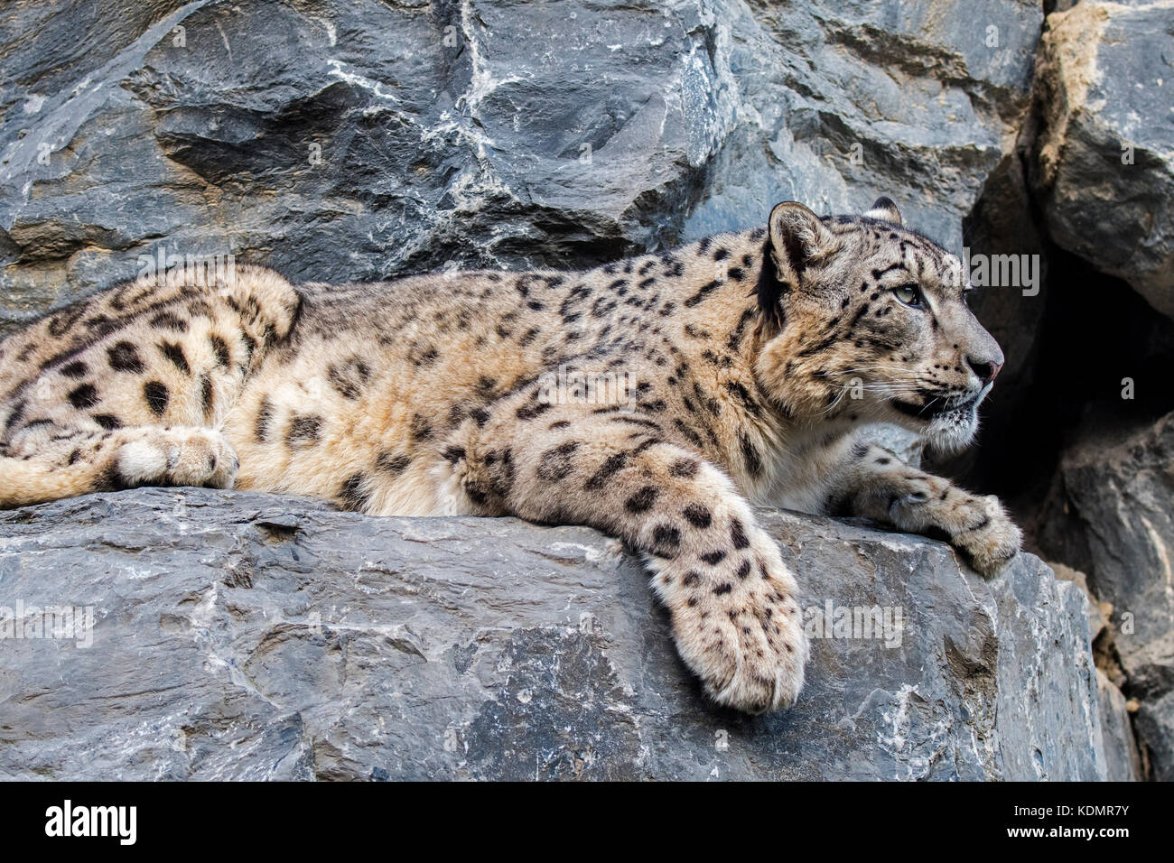 Snow Leopard Ounce Panthera Uncia Uncia Uncia Resting On Rock Ledge In Cliff Face Native To The Mountain Ranges Of Central And South Asia Stock Photo Alamy Snow Leopard Ounce Panthera Uncia Uncia Uncia Resting On Rock Ledge In Cliff Face Native To The Mountain Ranges Of Central And South Asia Stock Photo Alamy
