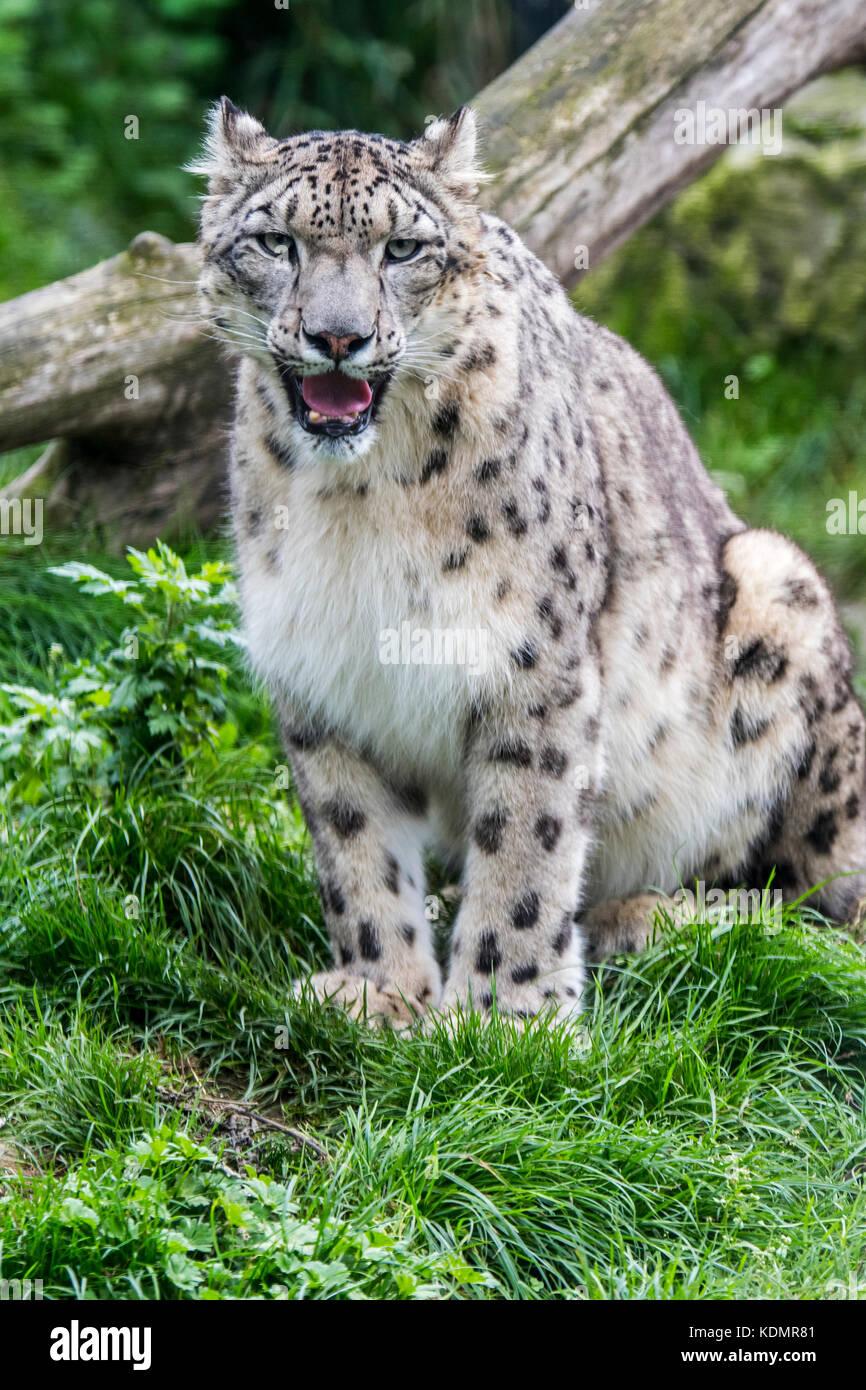 Snow leopard / ounce (Panthera uncia / Uncia uncia) native to the mountain ranges of Central and South Asia Stock Photo