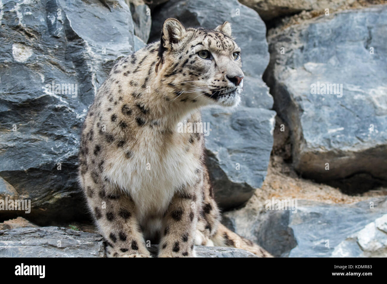 Snow leopard / ounce (Panthera uncia / Uncia uncia) stalking prey in