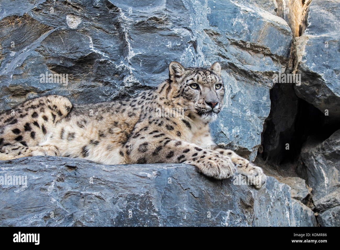 Snow Leopard Ounce Panthera Uncia Uncia Uncia Resting On Rock Ledge In Cliff Face Near Cave Entrance Stock Photo Alamy Snow Leopard Ounce Panthera Uncia Uncia Uncia Resting On Rock Ledge In Cliff Face Near Cave Entrance Stock Photo Alamy