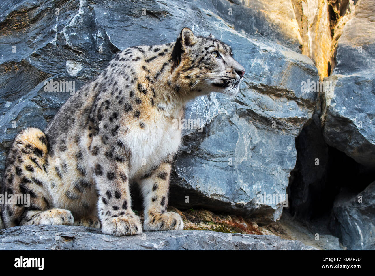 Snow leopard / ounce (Panthera uncia / Uncia uncia) looking for prey from rock ledge in cliff face, native to the mountain ranges of Asia Stock Photo