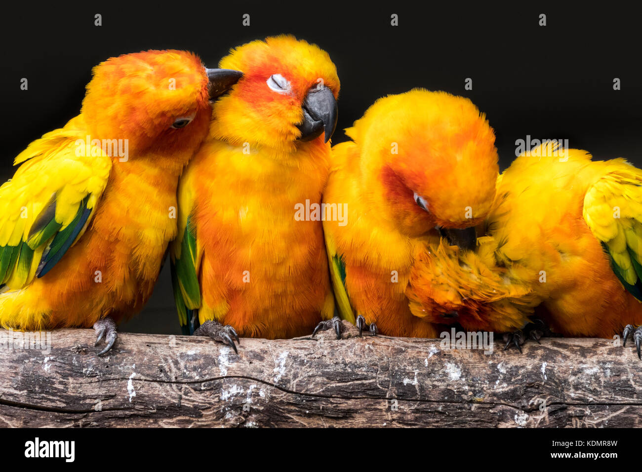 Sun parakeets / sun conures (Aratinga solstitialis) flock perched  on branch and grooming each other, South America Stock Photo