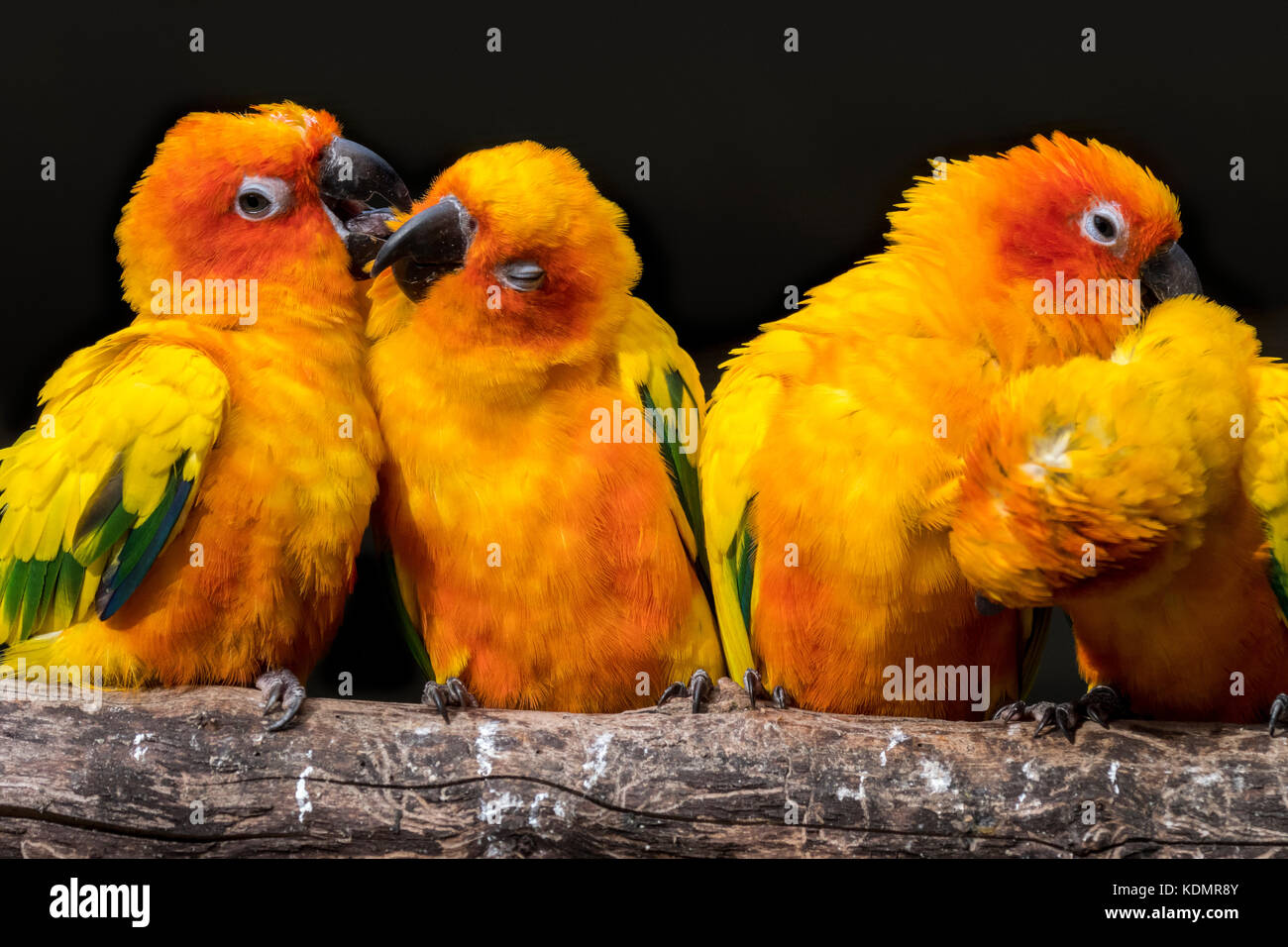 Sun parakeets / sun conures (Aratinga solstitialis) flock perched  on branch and grooming each other, South America Stock Photo