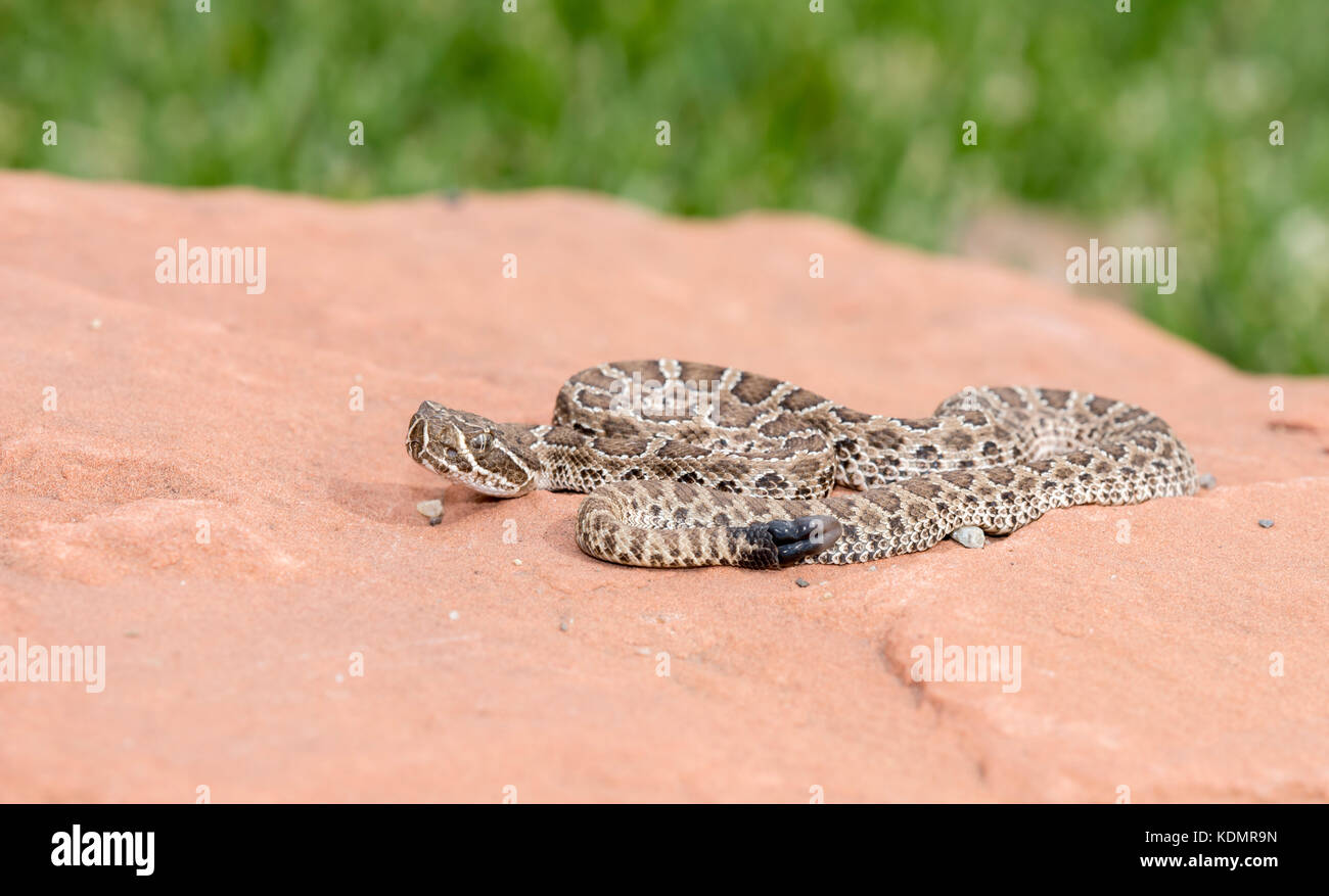 Baby Rattlesnake Dream At Crystal Blackwell Blog