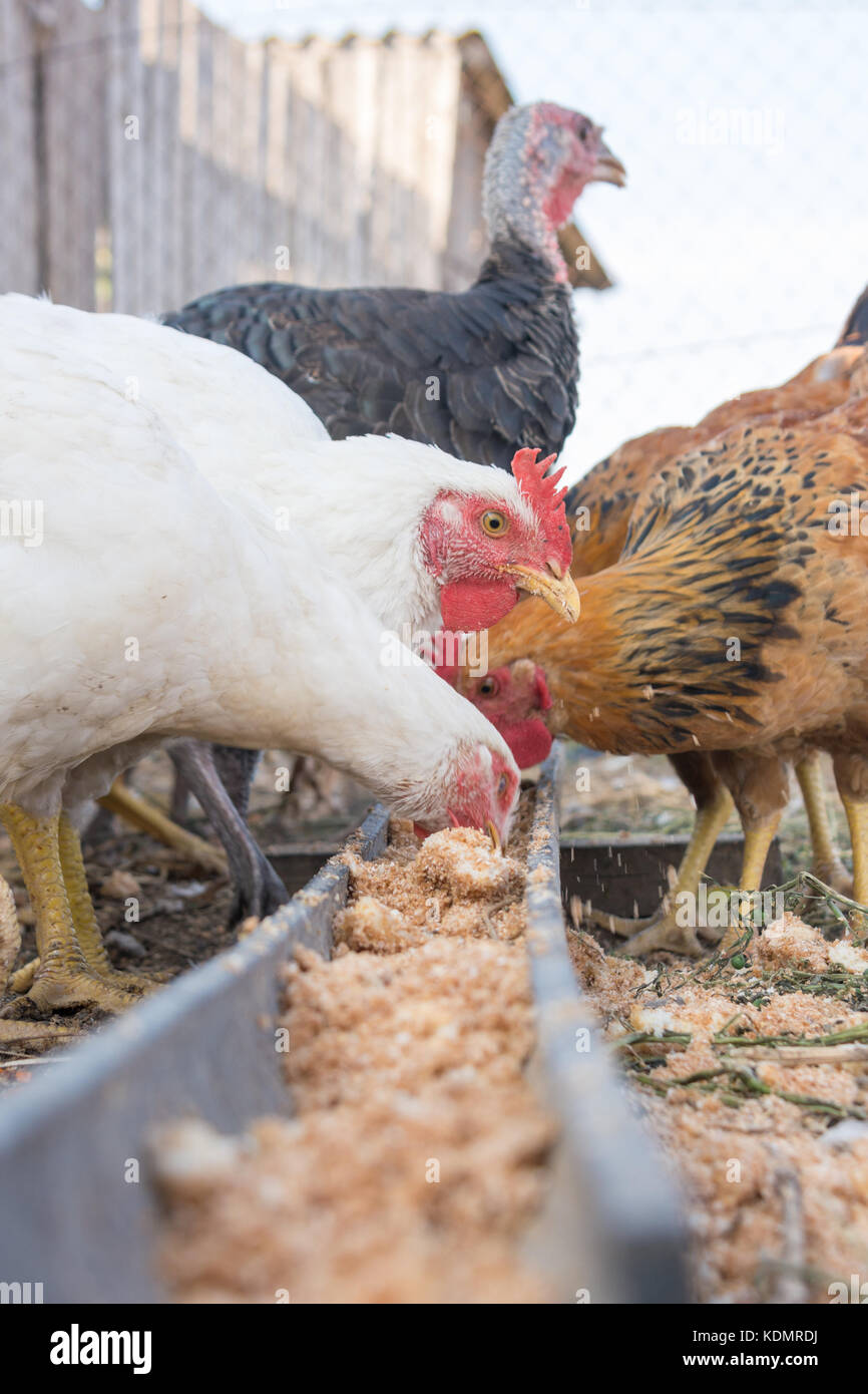 Feeding domestic turkeys and chicken Stock Photo Alamy