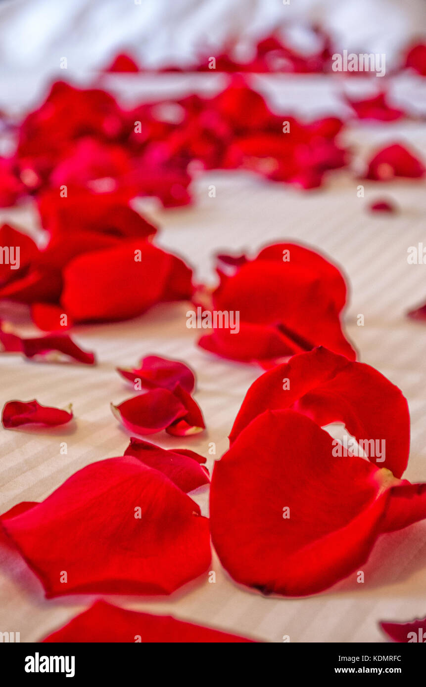 Red Rose Petals on a Bed Stock Photo Alamy