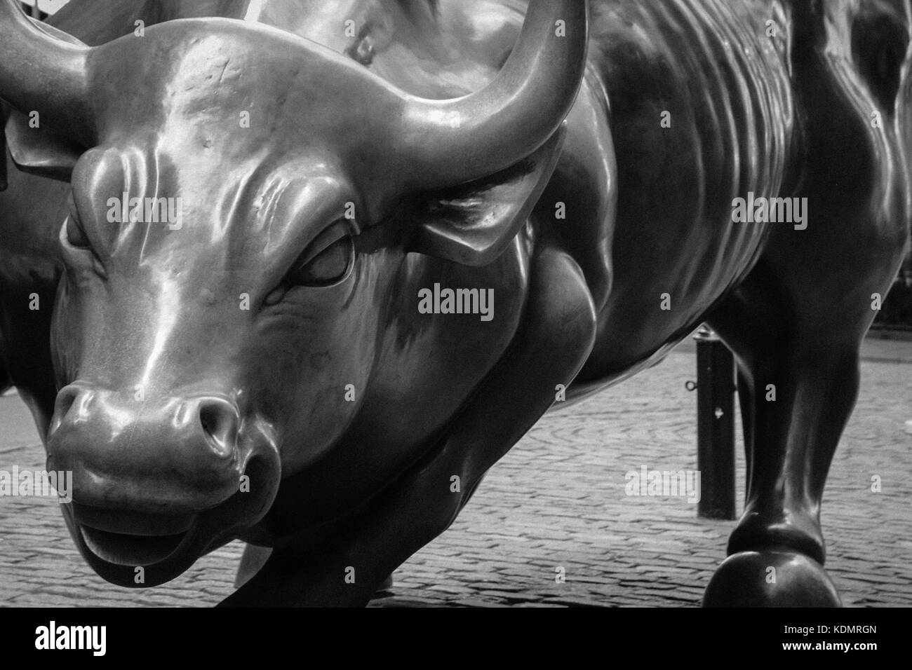 Raging Bull Stock Photo