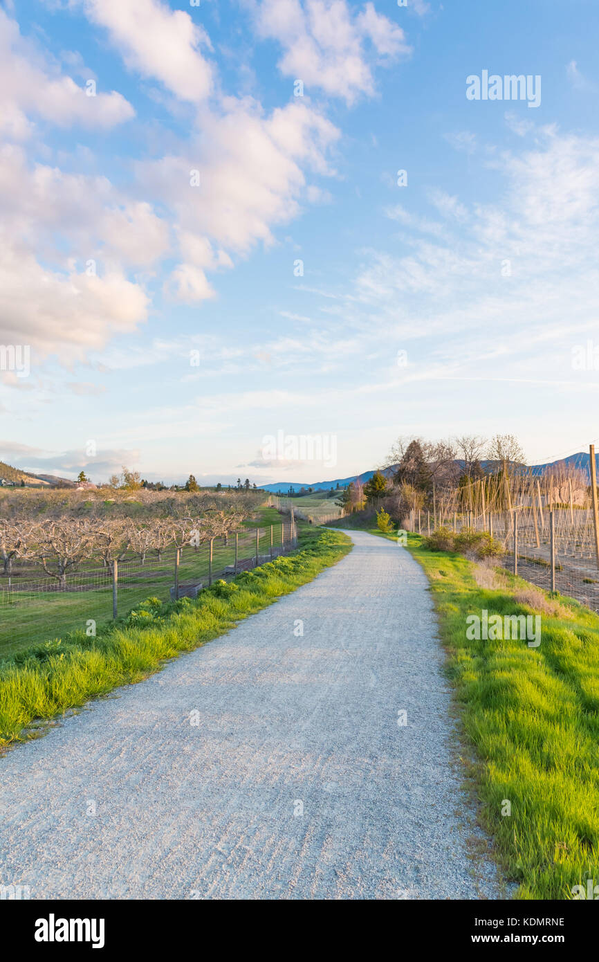 Pathway through orchards in spring at sunset Stock Photo