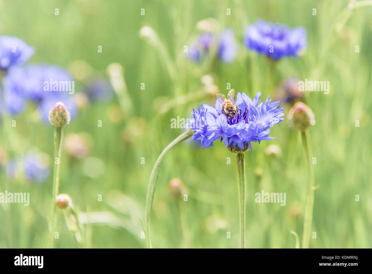 Honeybee on a Blue Cornflower Stock Photo