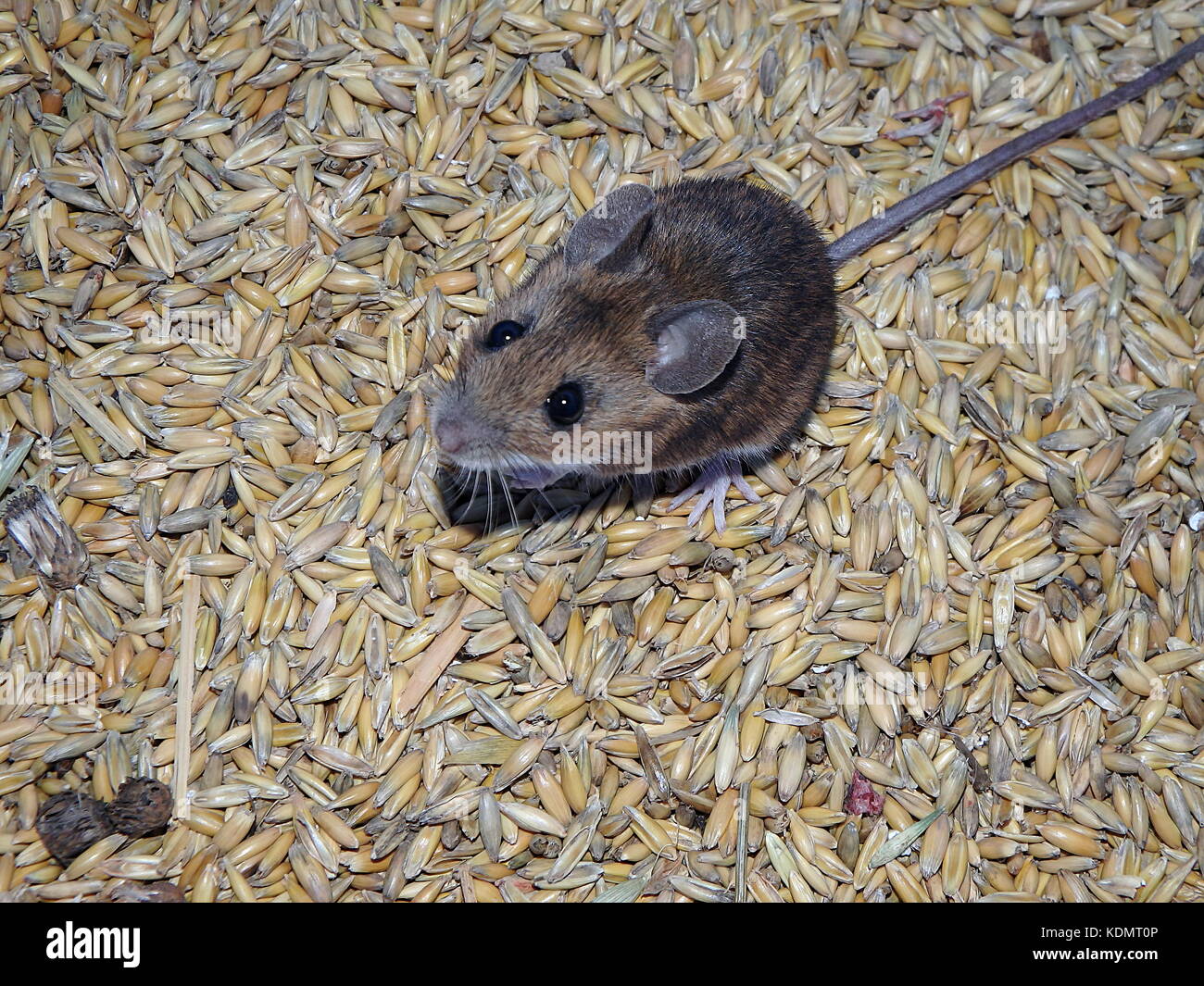 House mouse and oats,(Mus musculus Stock Photo Alamy