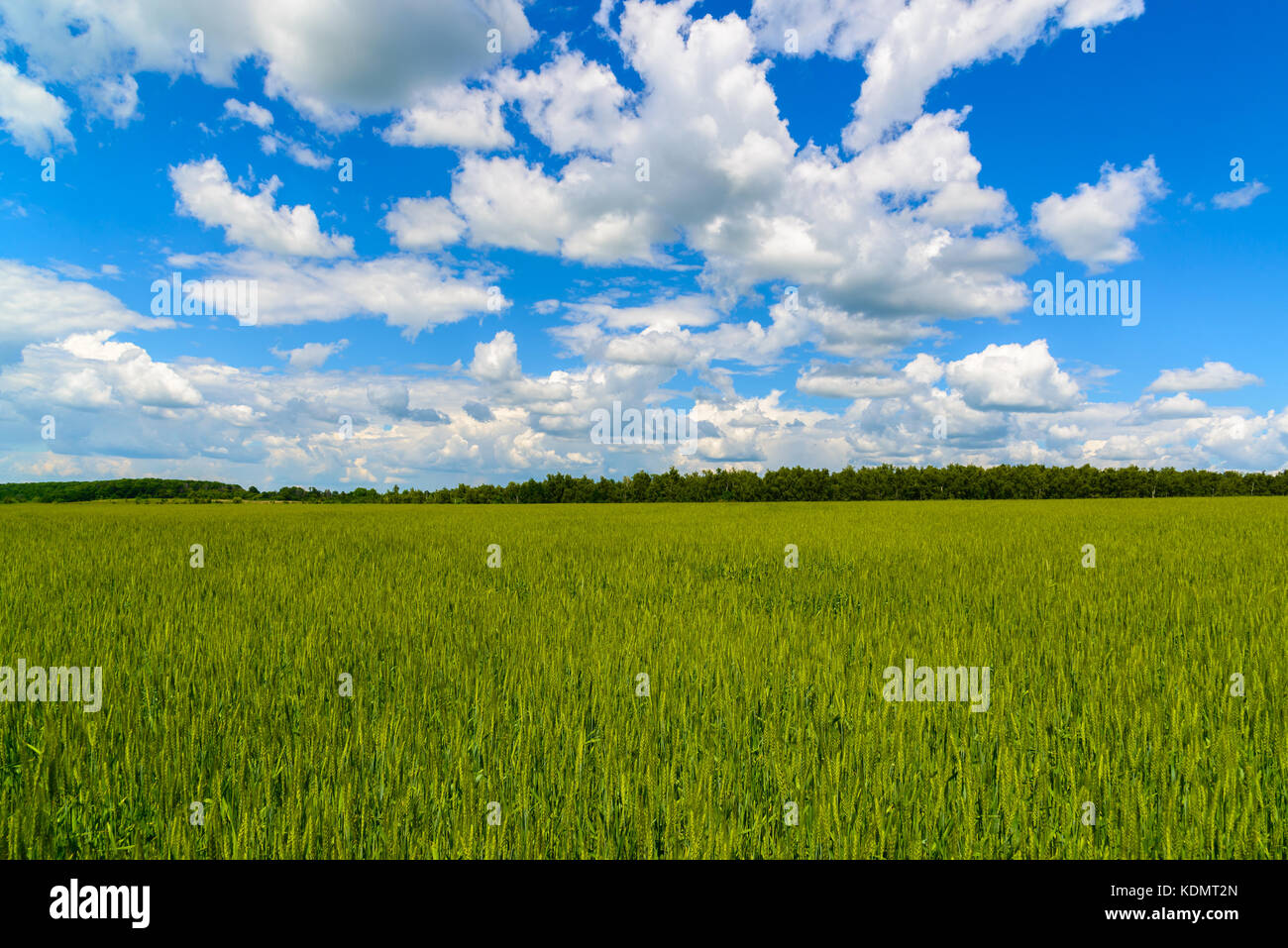green wheat field under a beautiful cloudy sky Stock Photo - Alamy