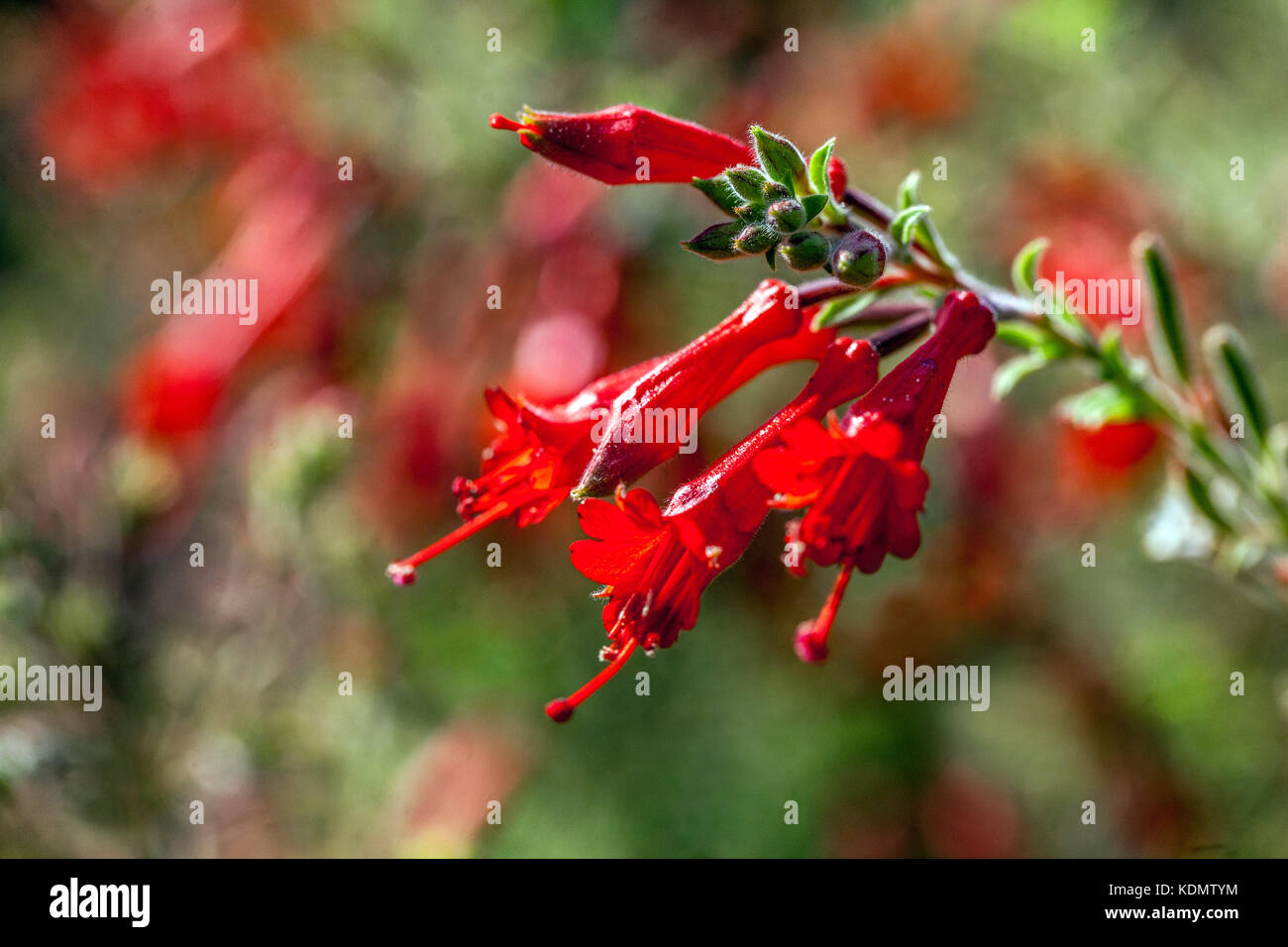 California Fuchsia, Epilobium californica, Zauschneria californica ' Cana ' Stock Photo