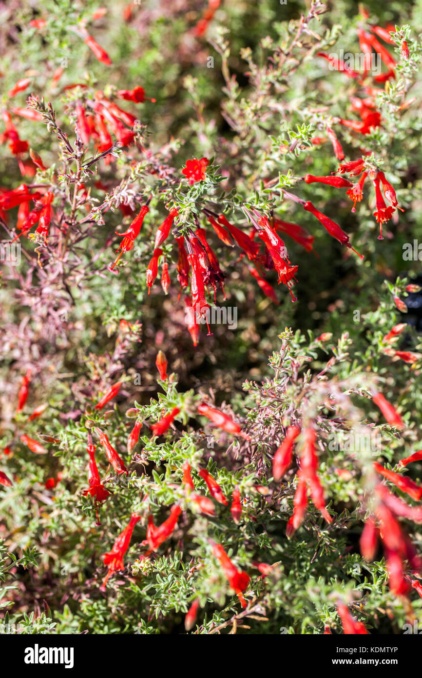 California Fuchsia, Epilobium californica, Zauschneria californica ' Cana ' Stock Photo