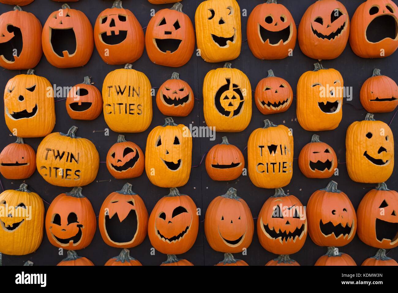 Rows of carved jack o lanterns at a fall festival in St. Paul
