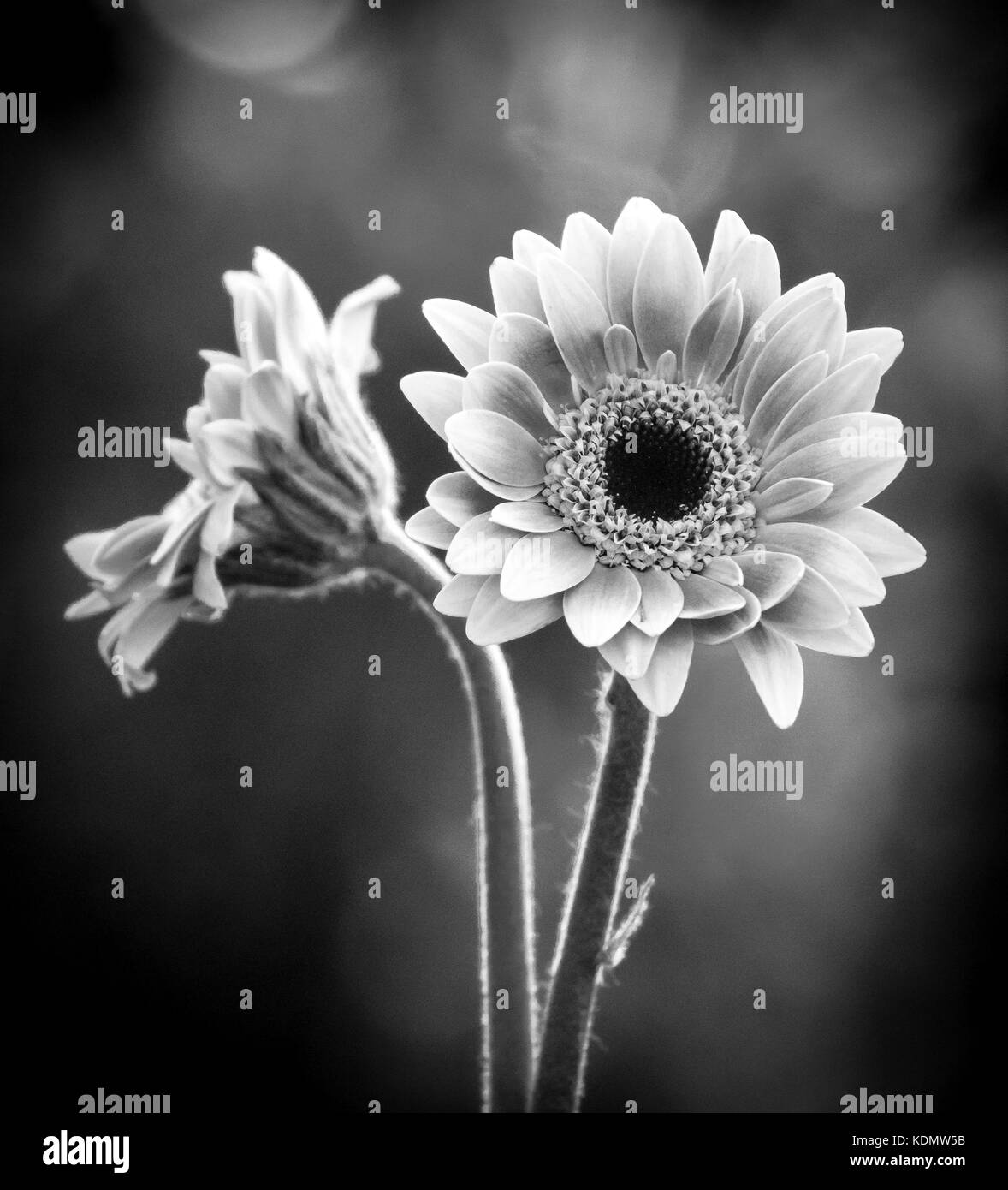 black and white of two gerbera daisies with shallow depth of field Stock Photo