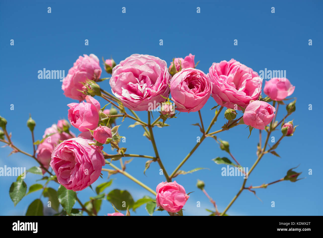 Beautiful colorful roses in a rose garden Stock Photo - Alamy