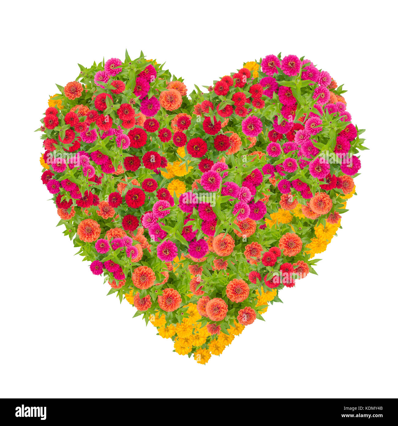heart of zinnias flower isolated on white background Stock Photo