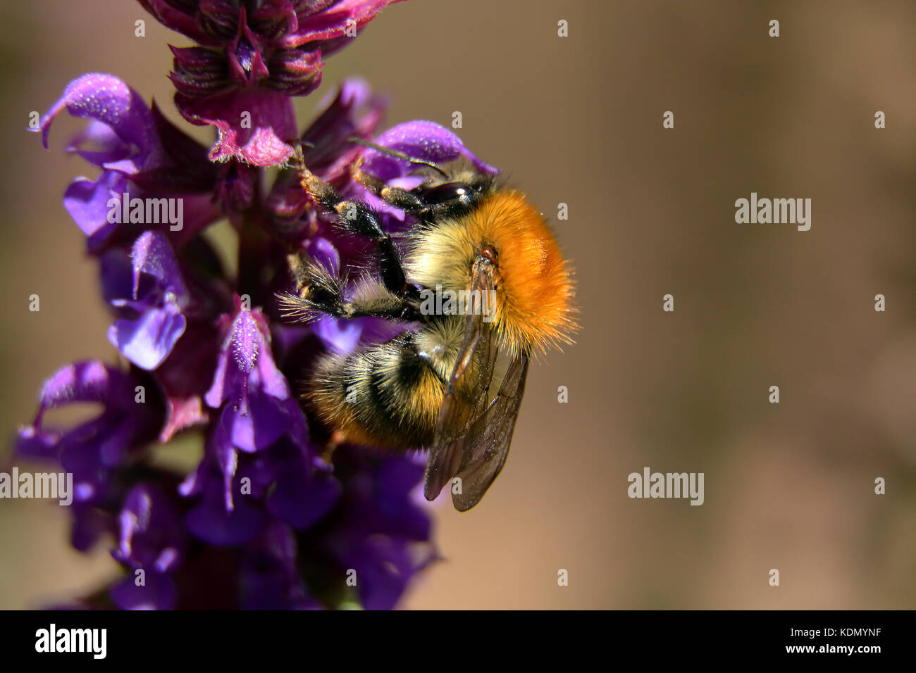 bumble bee feeding on nectar on purple flower salvia Stock Photo
