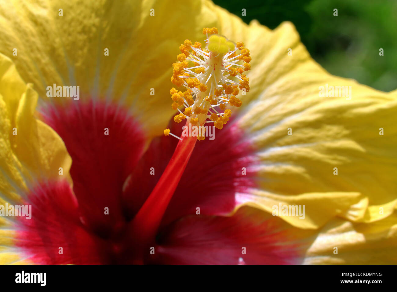 Hibiscus Rosa Sinensis, Chinese hibiscus, Tropical Hibiscus, Rose of