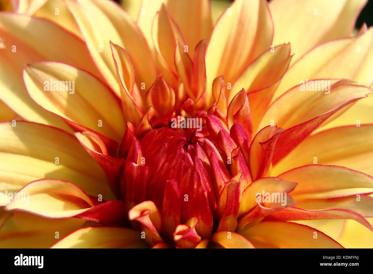 Close up of a yellow dahlia with red centre Stock Photo