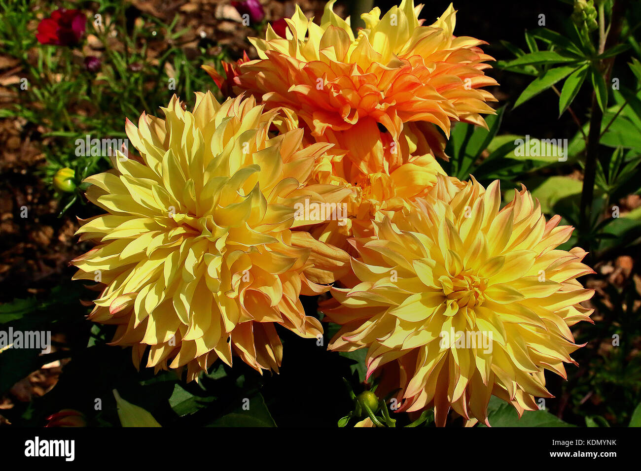 bunch of dahlias flowering Stock Photo