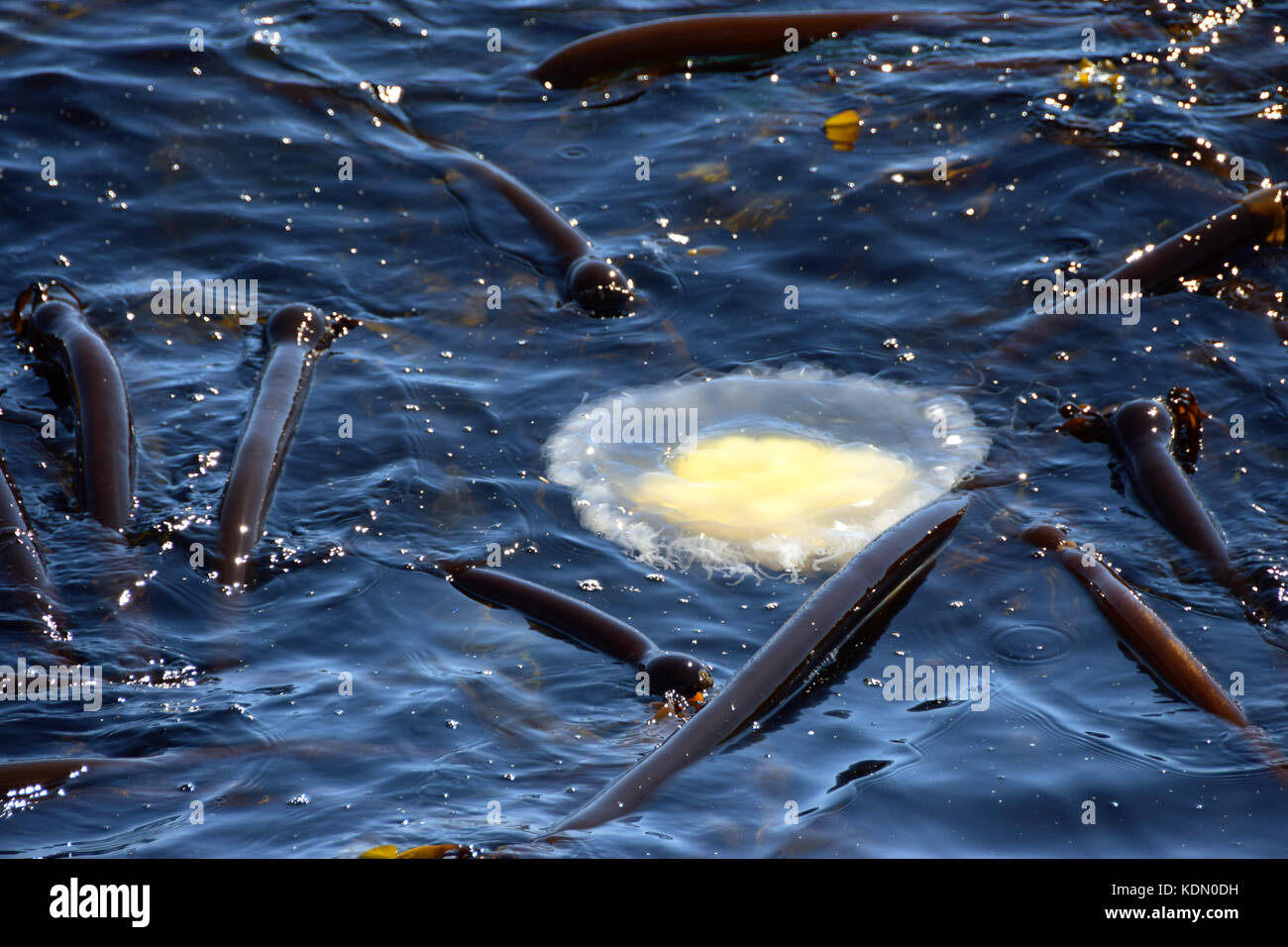 Egg yolk jellyfish floats on the water - Victoria BC, Canada Stock Photo