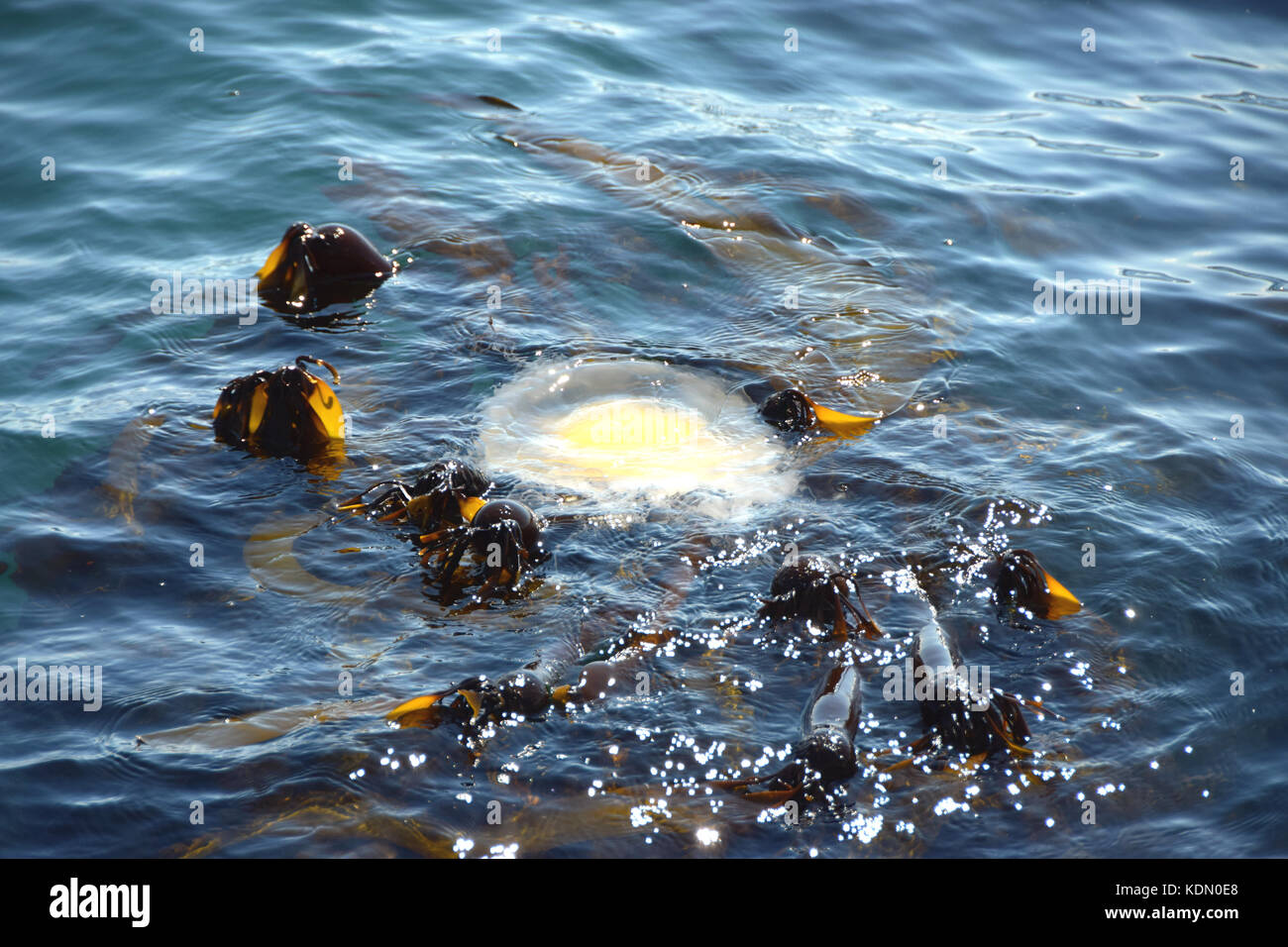 Egg yolk jellyfish floats on the water - Victoria BC, Canada Stock Photo