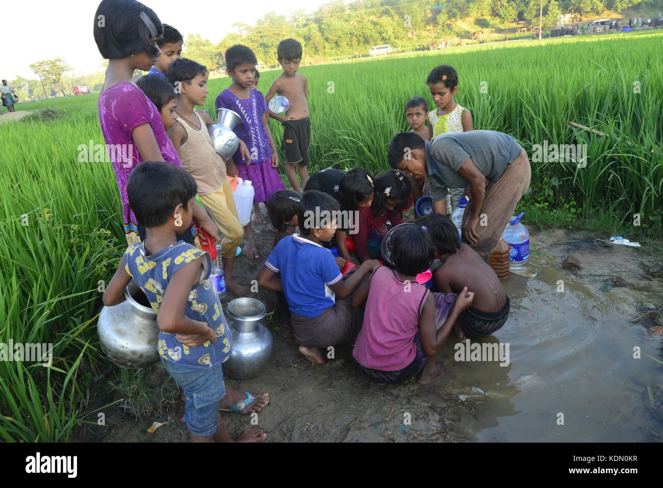 Rohingya children are collects water from the paddy field at the ...