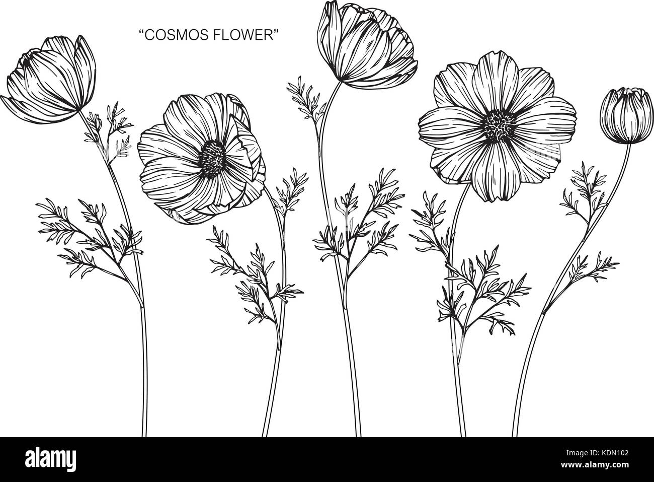 Cosmos Flower Drawing Illustration Black And White With Line Art Stock Vector Image Art Alamy