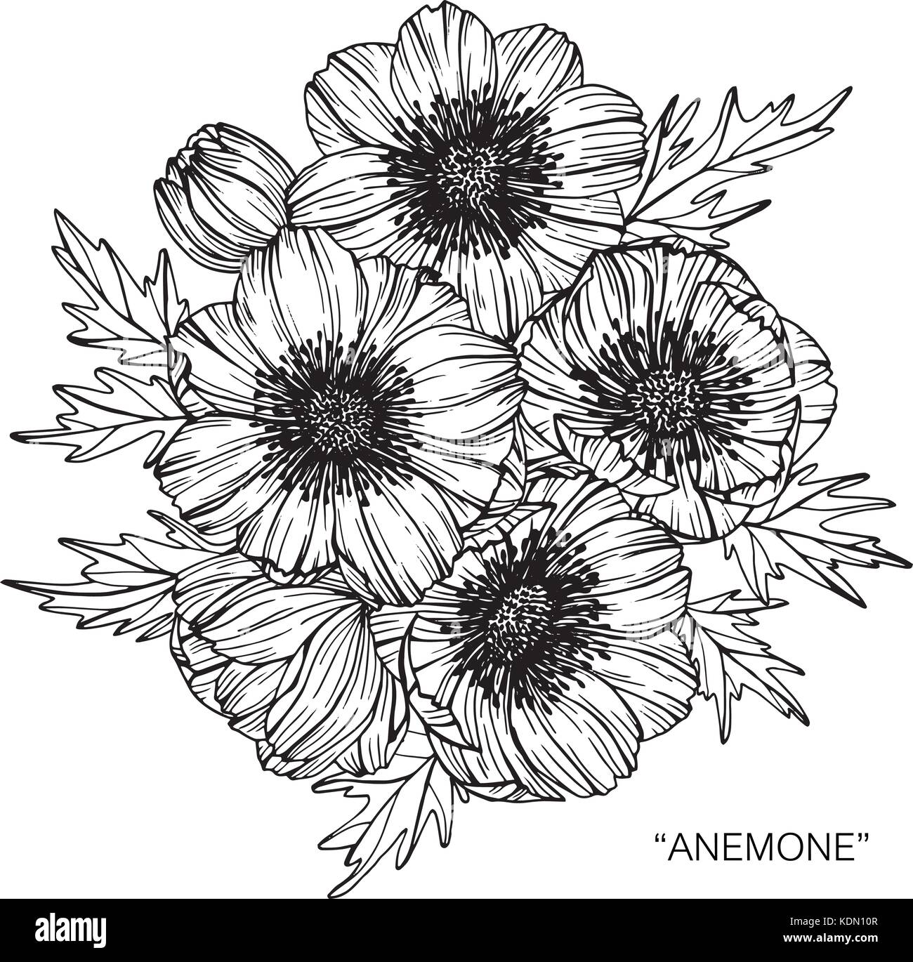Anemone flower drawing illustration. Black and white with line art