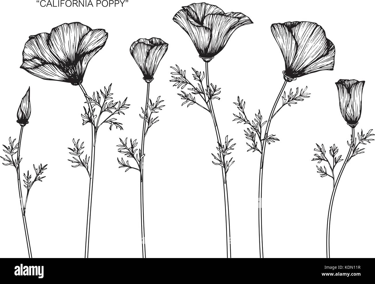 California poppy flower drawing illustration. Black and white with line